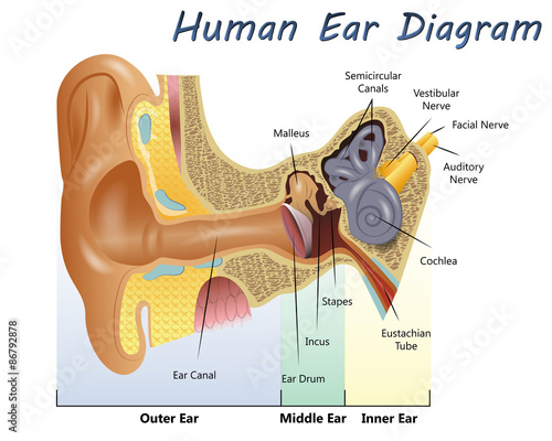 Human Ear Diagram