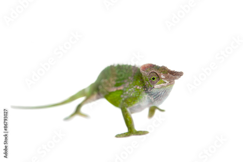 Fischer s chameleon  Kinyongia fischeri on white