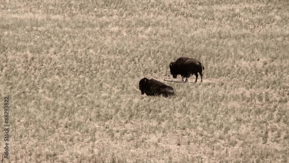 Two buffalo in field Two buffalo in field