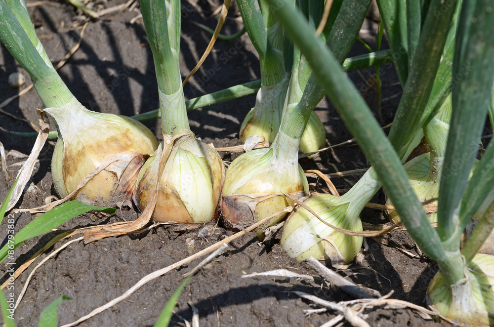 Zwiebel am Feld Stock-Foto | Adobe Stock