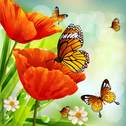 Fototapeta Naklejka Na Ścianę i Meble -  Beautiful Poppies