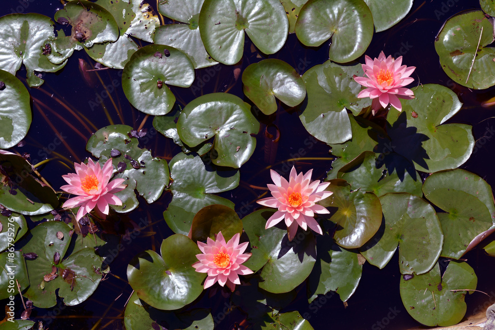 Four Pink Water Lilies/Birds eye view of four Lotus Flowers Stock Photo |  Adobe Stock