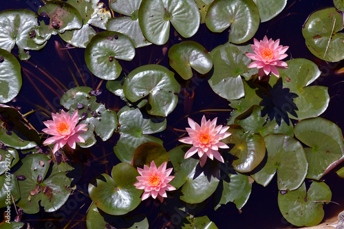 Four Pink Water Lilies/Birds eye view of four Lotus Flowers