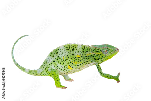 Usambara giant three-horned chameleon, on white