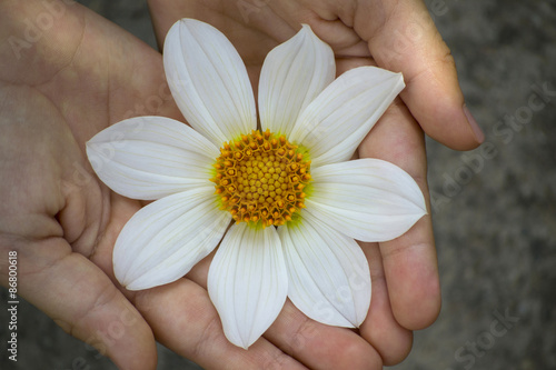 Fotografie White flower carefully handle