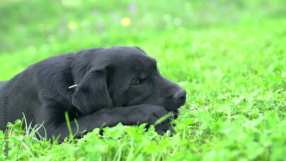 Cute Puppy Biting Bone in Slow Motion Cute Puppy Biting Bone in Slow Motion