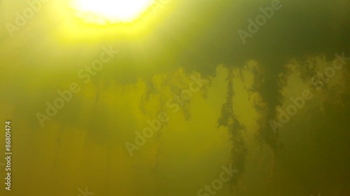underwater shot of murky water and fish in a pond