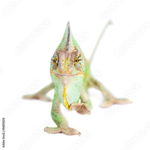 The veiled chameleon, Chamaeleo calyptratus, male