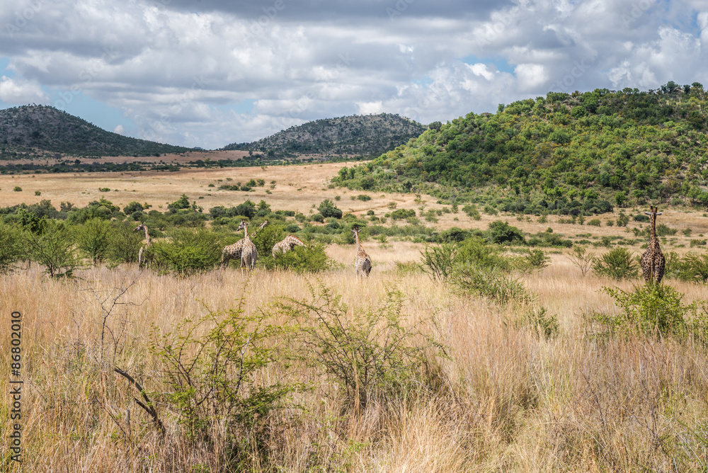 Giraffe, Pilanesberg national park. South Africa.
Giraffe, Pilanesberg national park. South Africa.