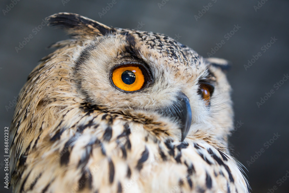 Obraz premium Korean Eagle Owl