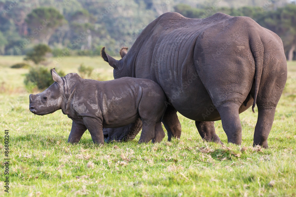 Fototapeta premium Cute Baby White Rhino and Mom