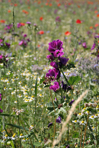 Wilde Malve - Malva sylvestris mauritania