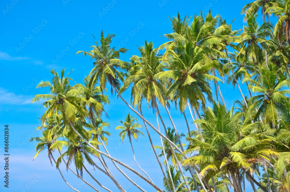 Untouched tropical beach in Sri Lanka Untouched tropical beach in Sri Lanka
