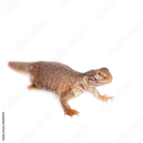 The Sudan Mastigure  Uromastyx dispar on white