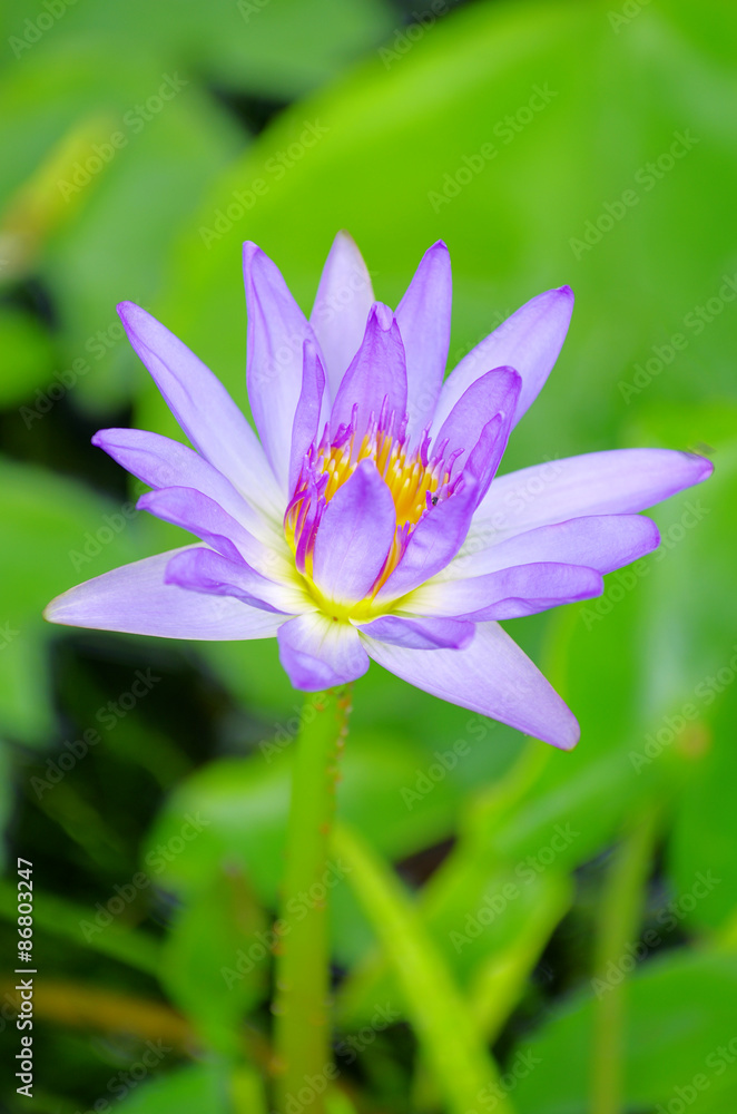 lotus lotus