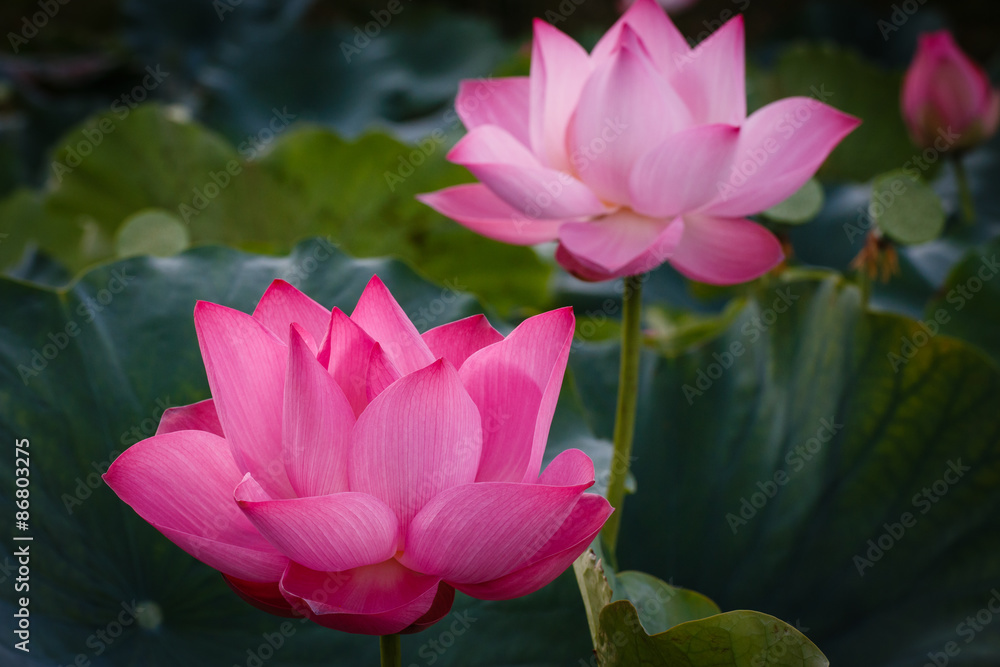 The Blossom Time-lapse of Lotus Flower The Blossom Time-lapse of Lotus Flower
