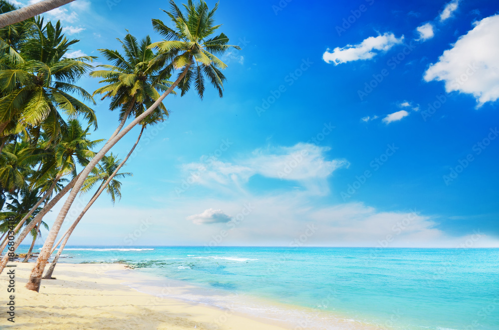 Beach side Sri Lanka with coconut trees