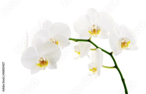 Fototapeta Naklejka Na Ścianę i Meble -   orchids flower