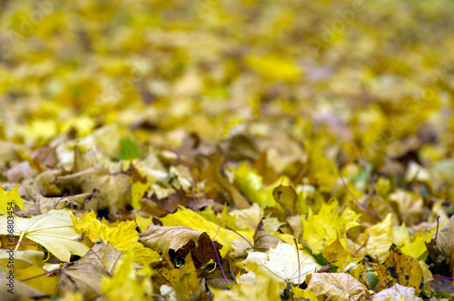 Fototapeta  autumn leaves