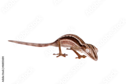 Lined Leaf-tail Gecko, Uroplatus lineatus on white © Farinoza