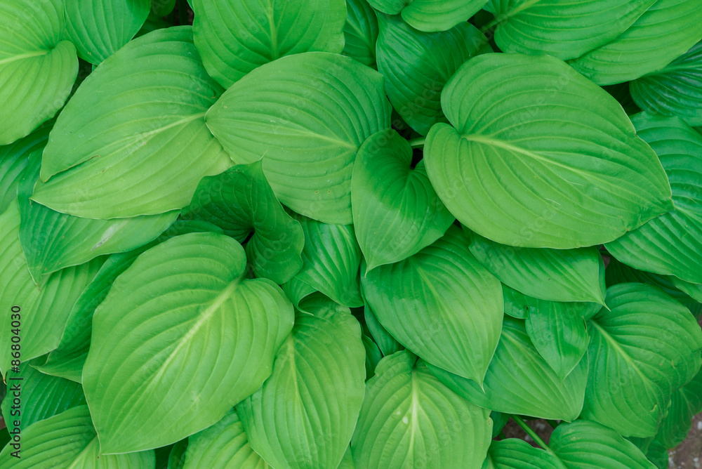 Planta verde
Planta verde