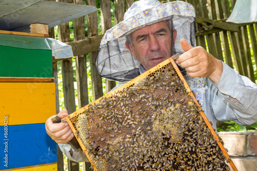 Bees on honeycomb with capped brood photo