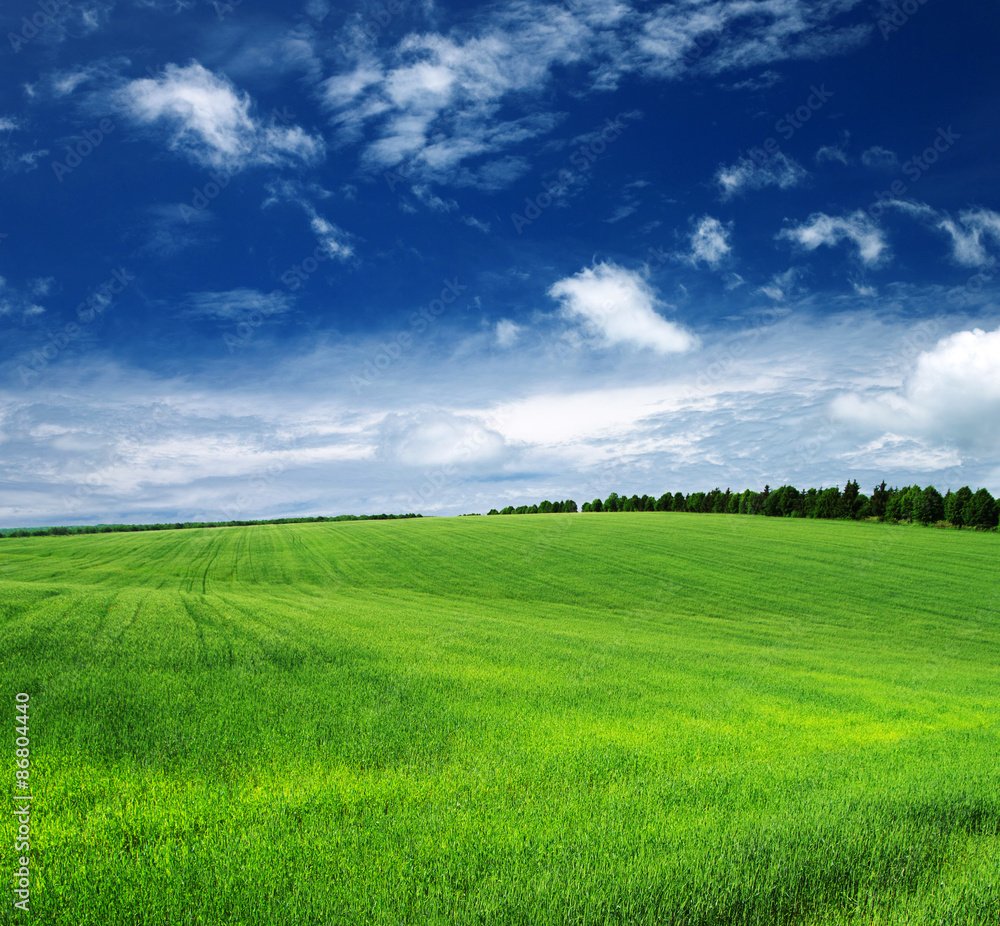 Fototapeta premium green field