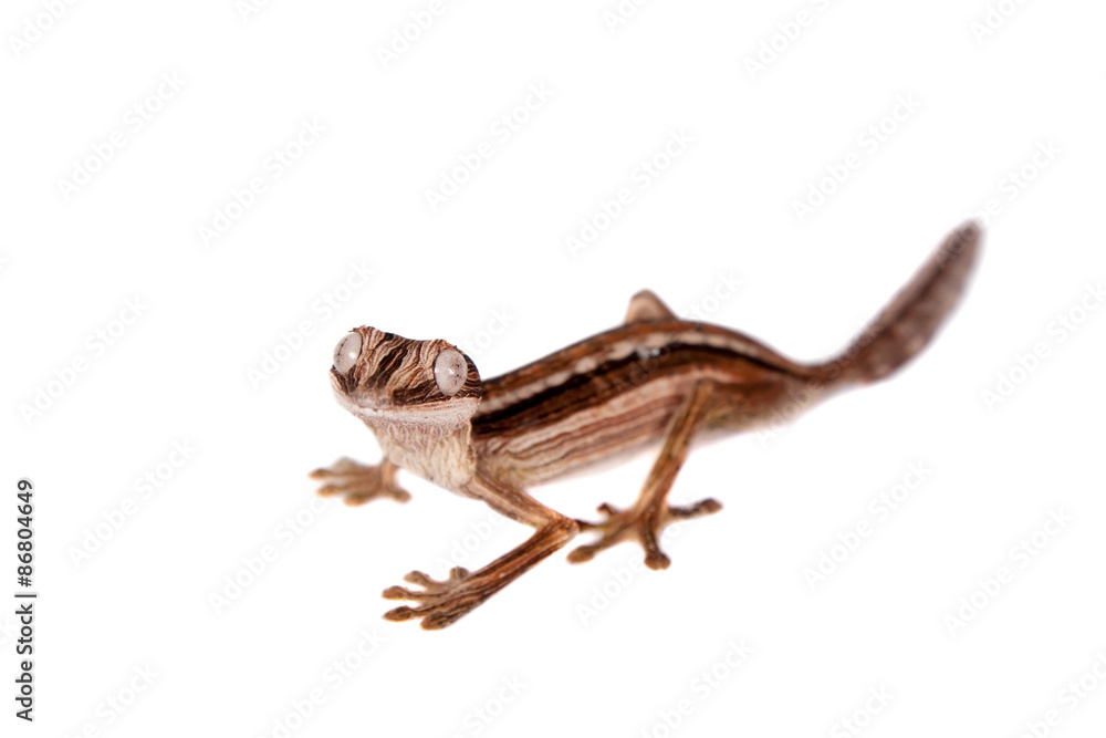 Lined Leaf-tail Gecko, Uroplatus lineatus on white