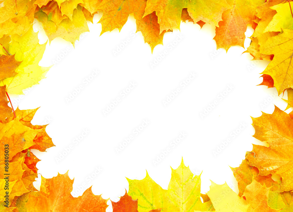autumn maple leaves autumn maple leaves