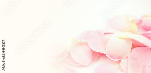 sweet color petal rose for romantic background   © number1411