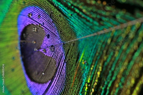 A peacock feather background