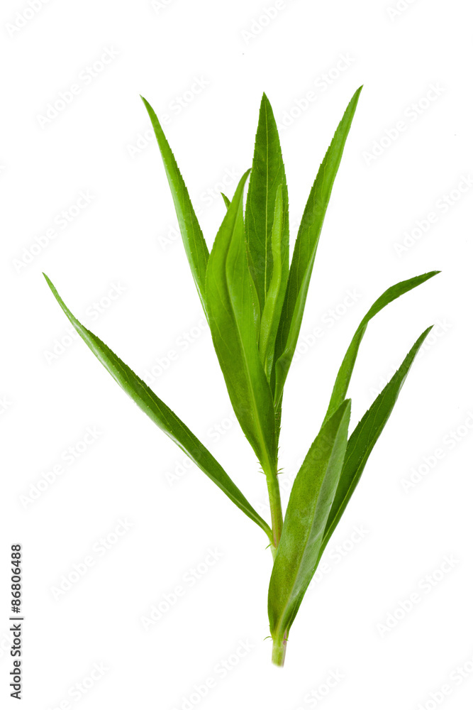 Tarragon herbs close up isolated on white