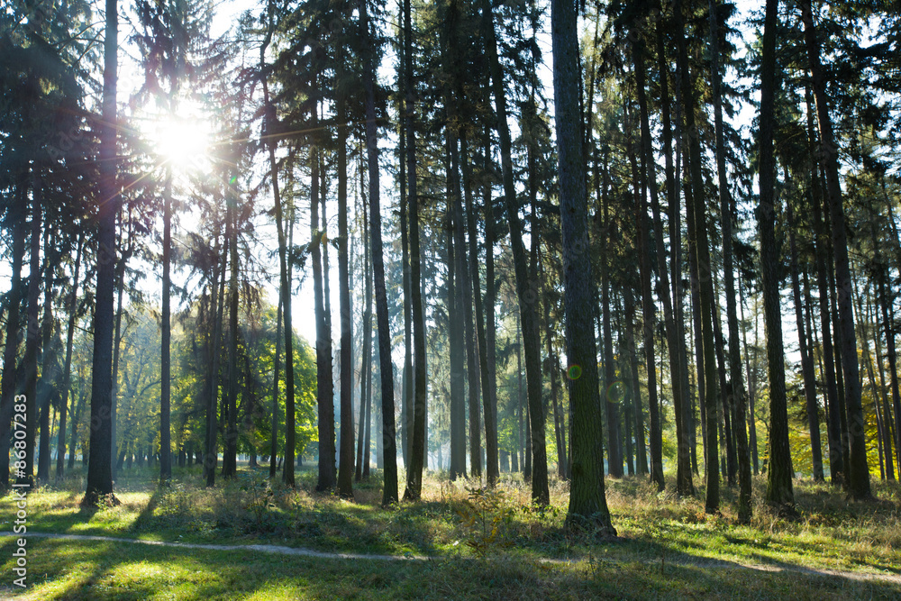 Obraz premium forest