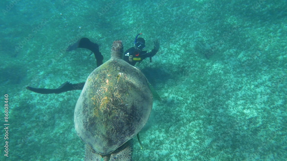Diver Shooting a Big Sea Turtle Diver Shooting a Big Sea Turtle