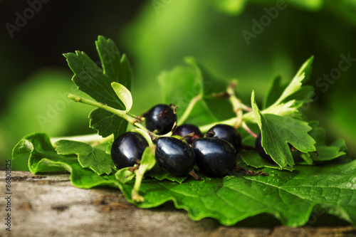 Black currant with leaves on the old stump  selective focus
