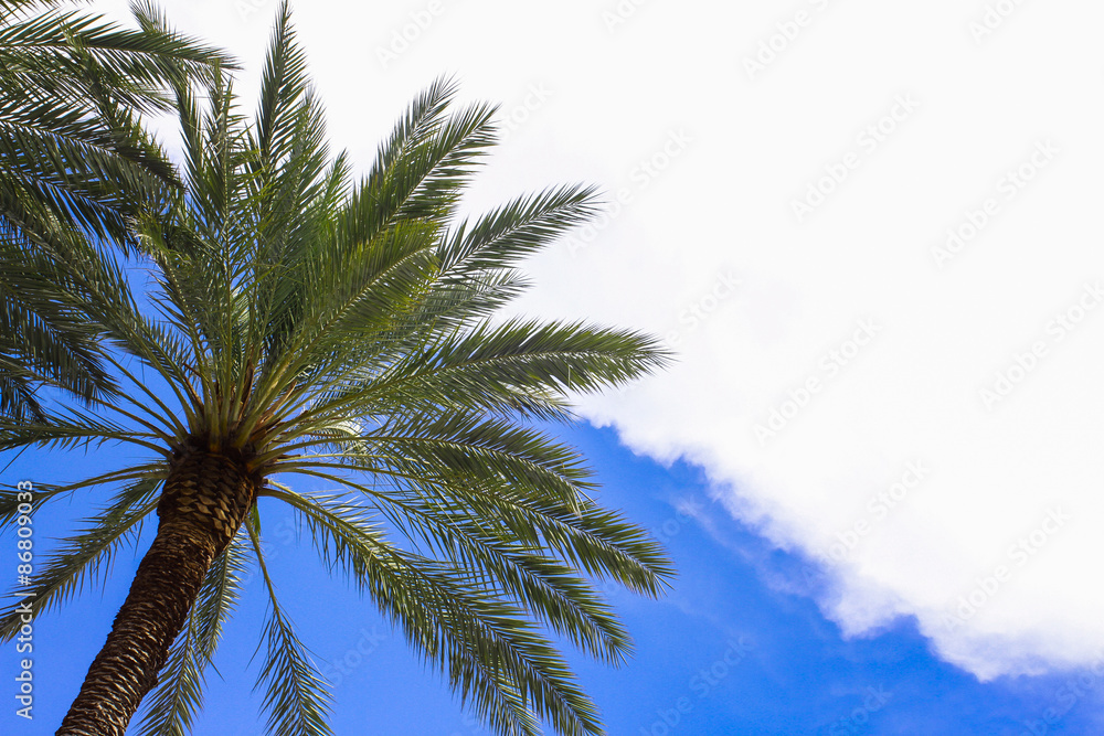 Fototapeta premium Palm under blue sky