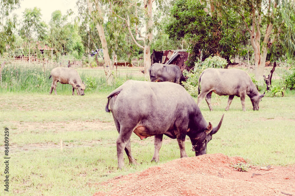 Naklejka premium Vintage the water buffalo or domestic Asian water buffalo (Bubal