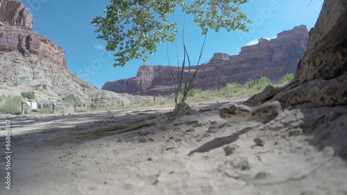 Great Basin Rattlesnake slithering in desert of southern Utah photo