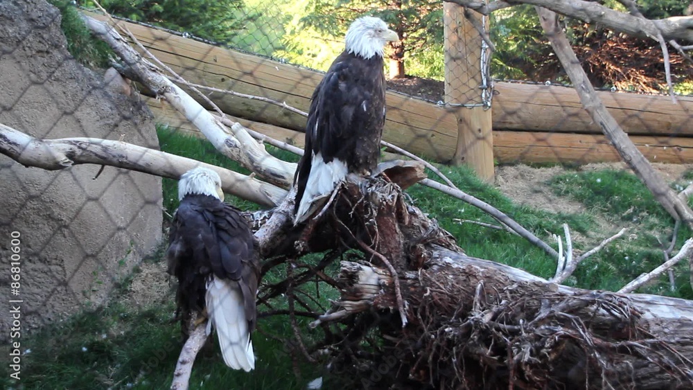 Bald Eagles in Captivity Stock Video Adobe Stock