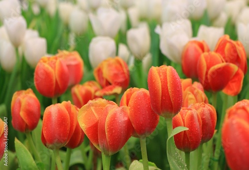 The Tulip flower Garden in Thailand on Sunny day