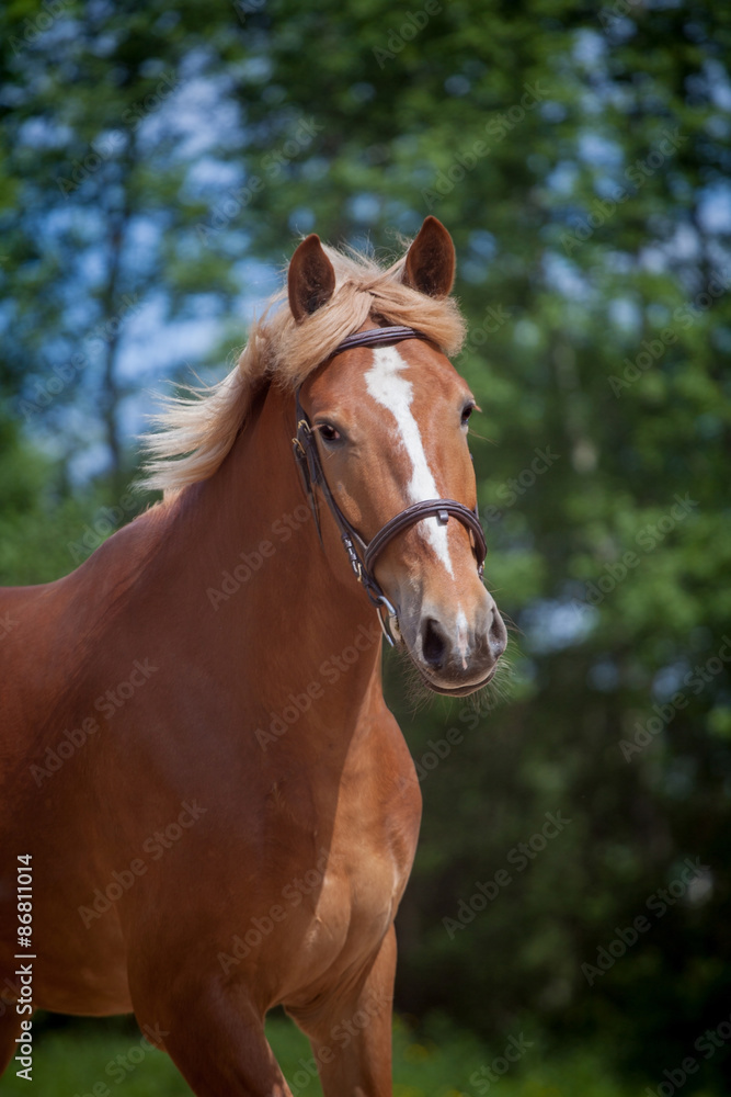 Red horse running to the green meadow Red horse running to the green meadow