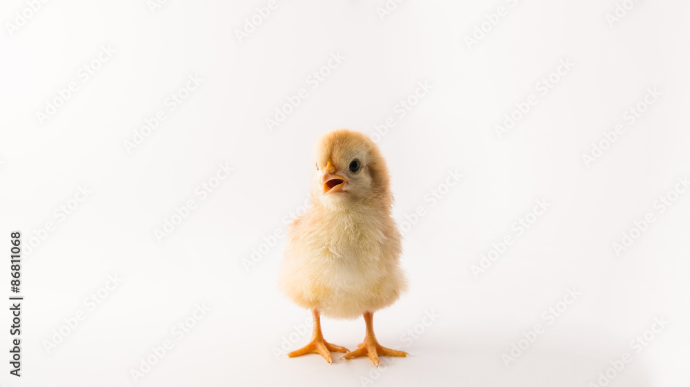 Young Chick