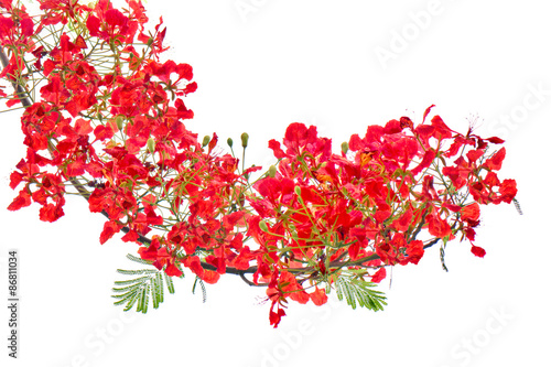 Red flower bush isolated.