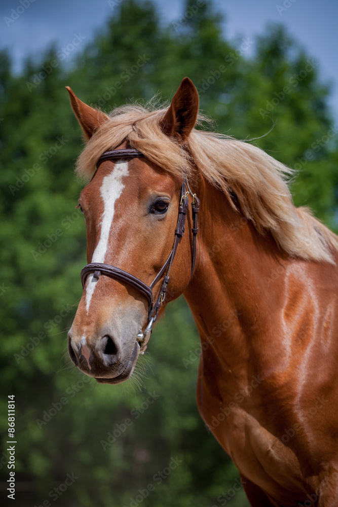 Red horse running to the green meadow Red horse running to the green meadow