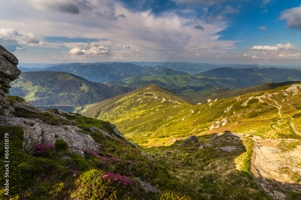 Naklejka premium Magic pink rhododendron flowers in the mountains