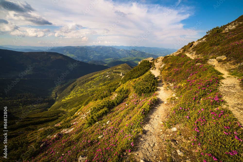 Magic pink rhododendron flowers in the mountains Magic pink rhododendron flowers in the mountains