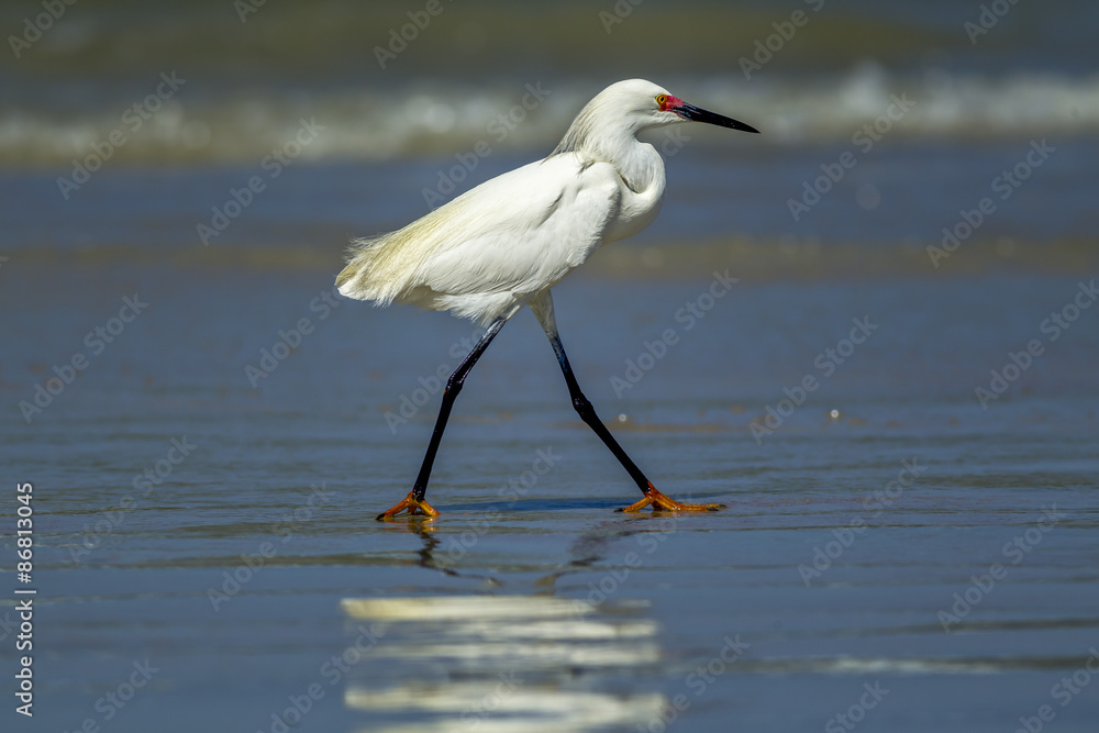 Obraz premium Egret walking in shallow water.