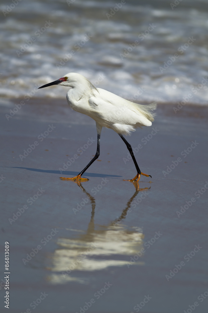 Snowy egret casts reflection in water. Snowy egret casts reflection in water.