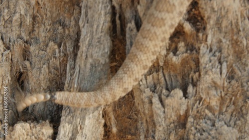 A great Basin rattlesnake climbing a tree photo