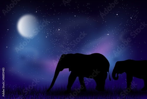 Elephant night